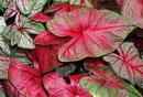 Caladium bicolor